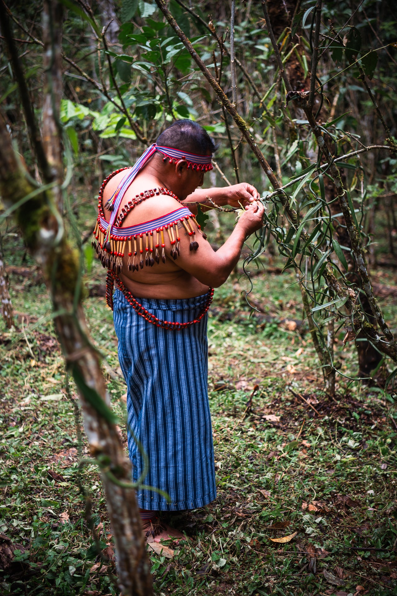 An Indigenous man hand pollinates wild vanilla vines in his Amazonian family aja - farm - wearing traditional, ornate blue and red beaded Shuar clothing.